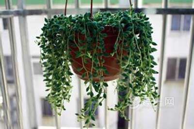 装修知识--除甲醛最好的吊兰植物,你知道是哪些